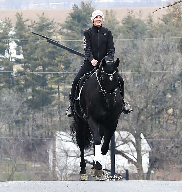 jumping-friesian-horse