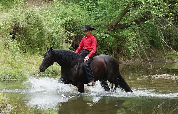 kid-safe-friesian-horse