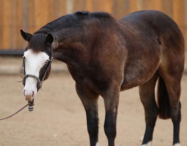 quarter-horse-stallion