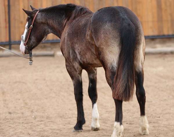 quarter-horse-for-sale