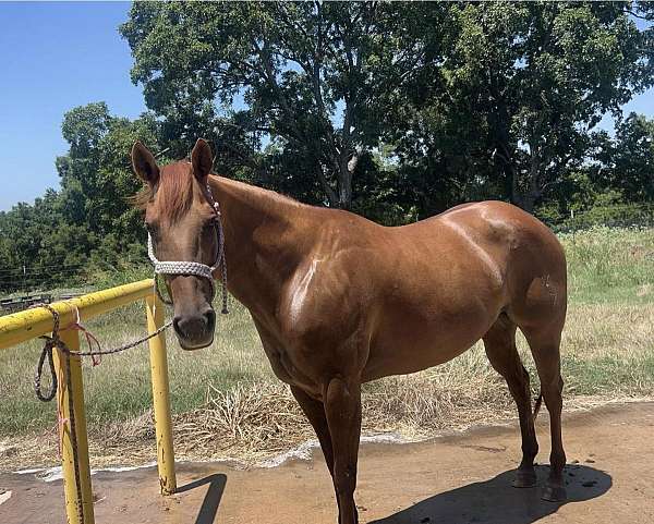 barre-quarter-horse