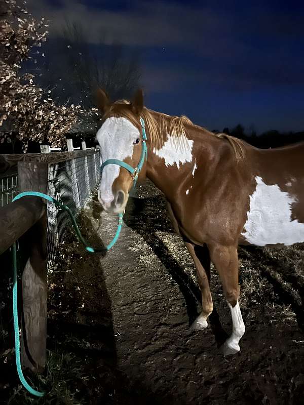 apha-overo-pinto-horse