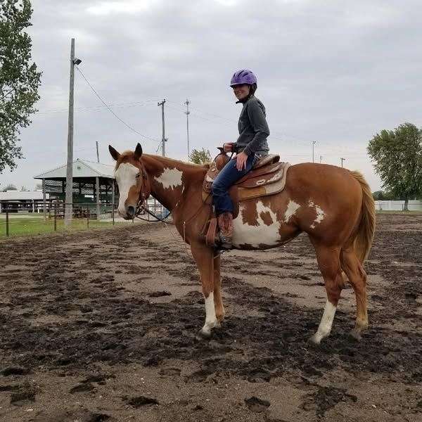 beauty-pinto-horse