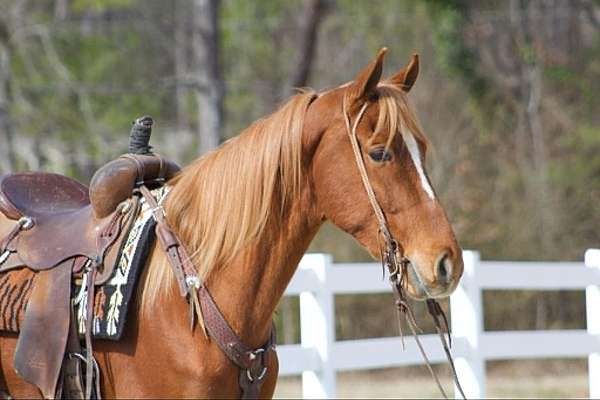 strip-flaxen-mane-tail-horse