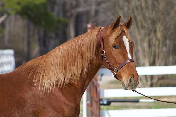 chestnut-strip-flaxen-mane-tail-horse