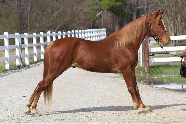 rail-to-trail-horses-for-sale-tennessee-walking