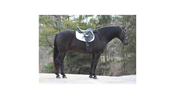 all-around-friesian-horse