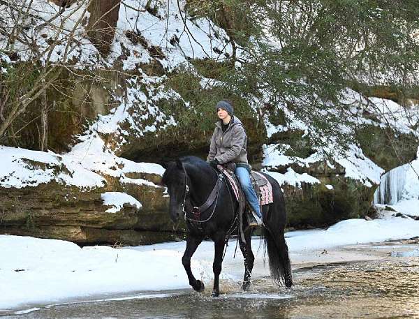 dressage-friesian-horse