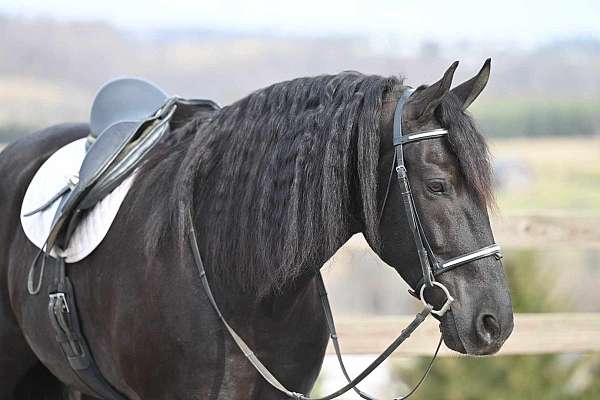 drill-team-friesian-horse