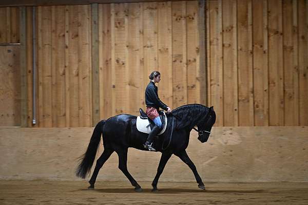 beginner-friesian-horse