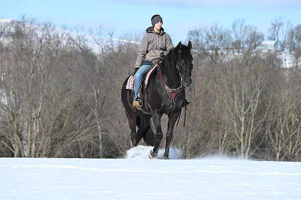 hunt-seat-equitation-friesian-horse