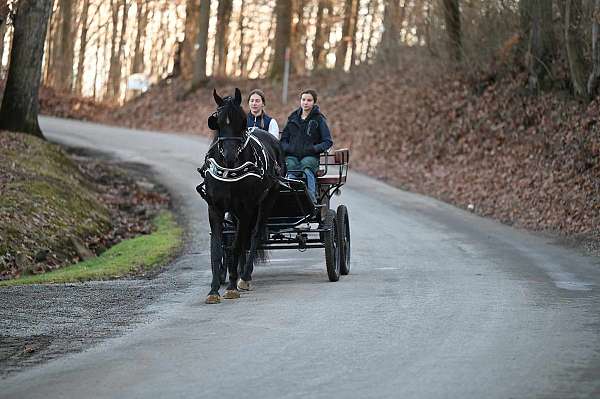 husband-safe-friesian-horse