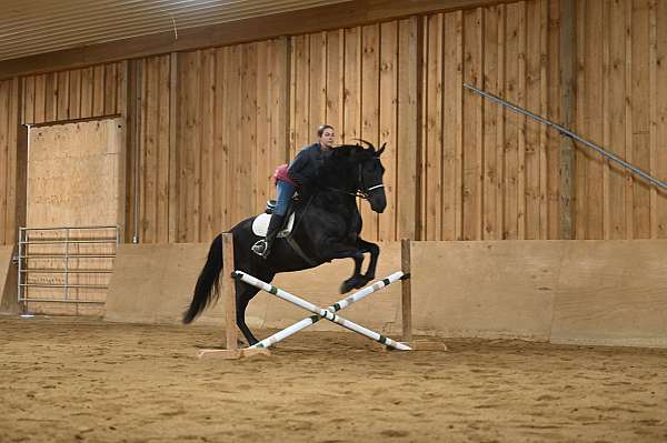 jumping-friesian-horse