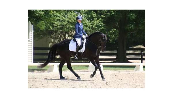 kid-safe-friesian-horse