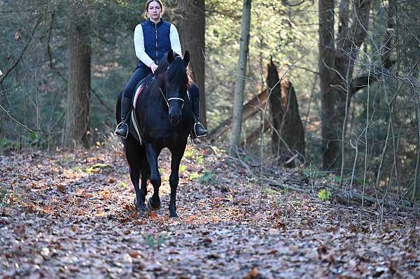 lesson-friesian-horse