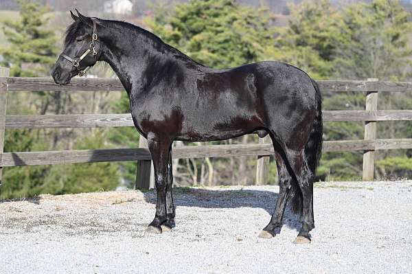 trail-riding-friesian-horse