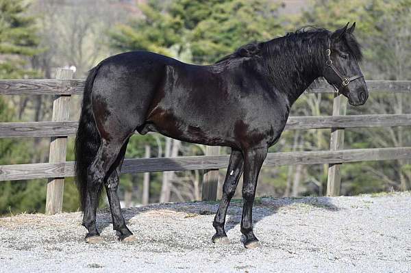 trail-class-competition-friesian-horse