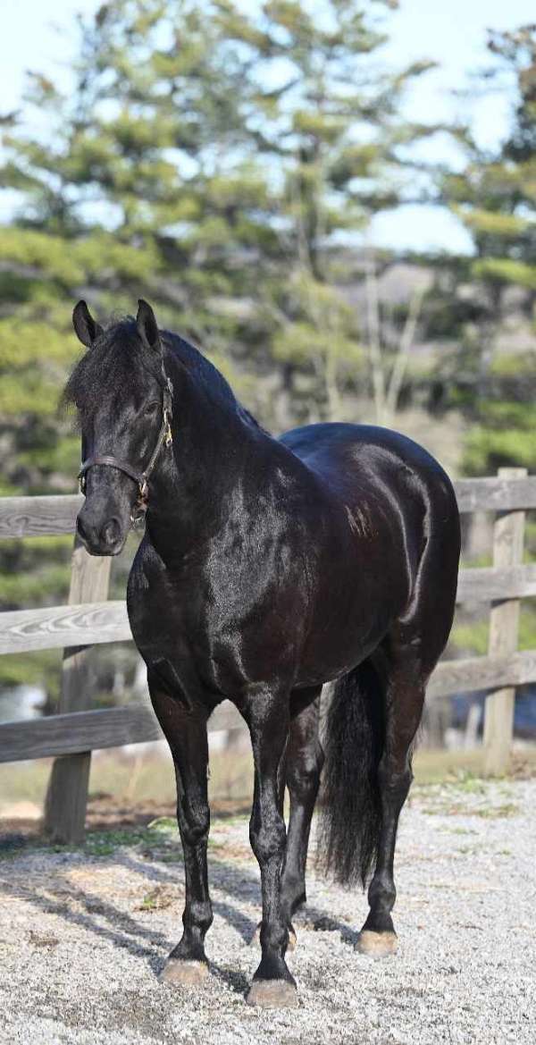 western-dressage-friesian-horse