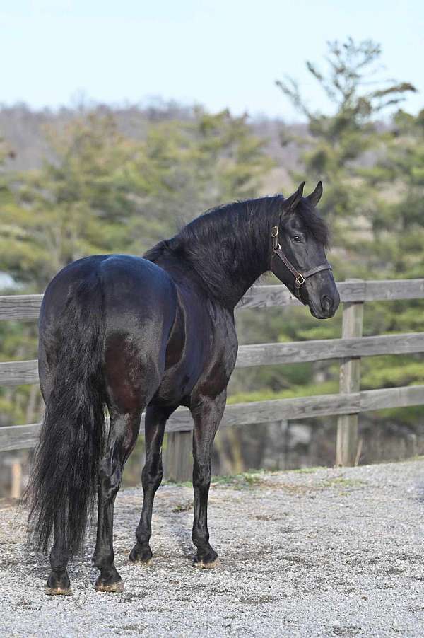 working-equitation-friesian-horse