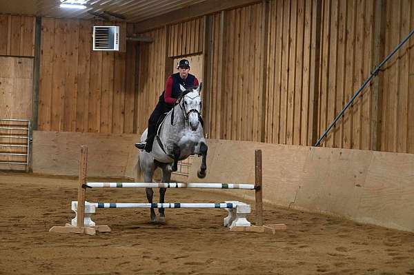 beginner-quarter-horse