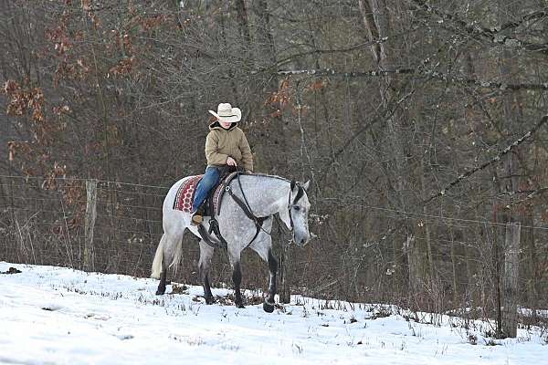 dressage-quarter-horse