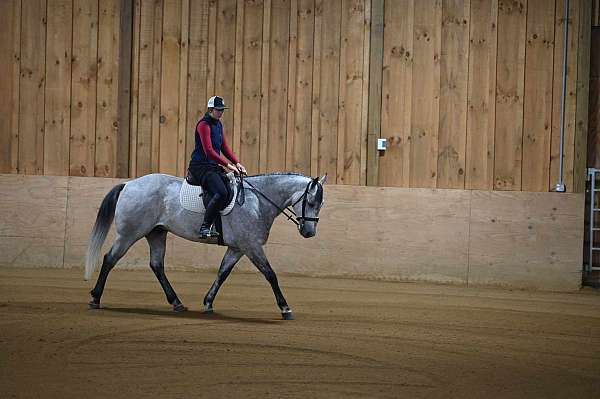 endurance-quarter-horse