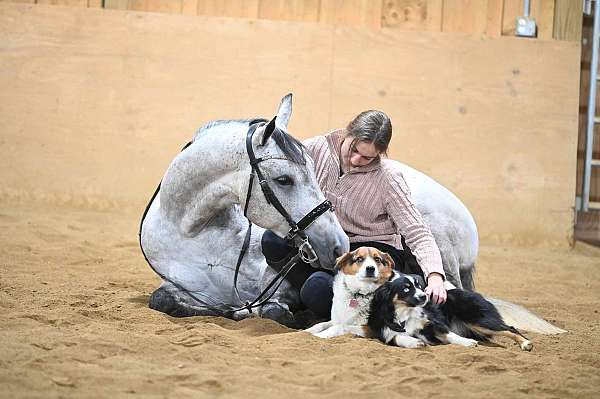 equitation-quarter-horse