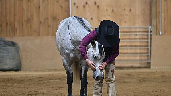 kid-safe-quarter-horse