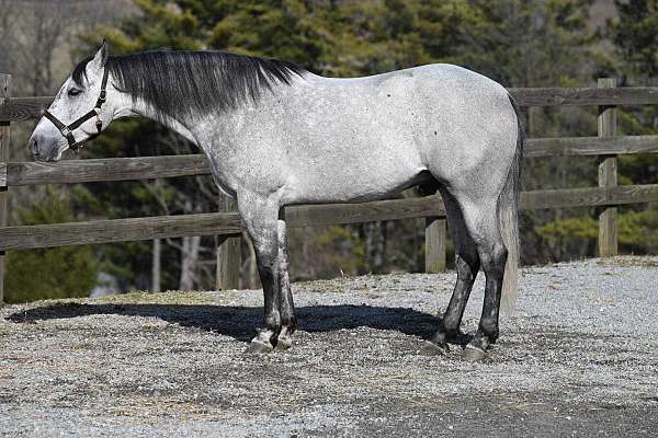 playday-quarter-horse