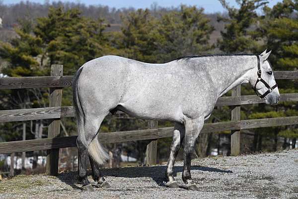 ranch-work-quarter-horse