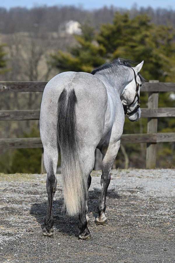 trail-riding-quarter-horse