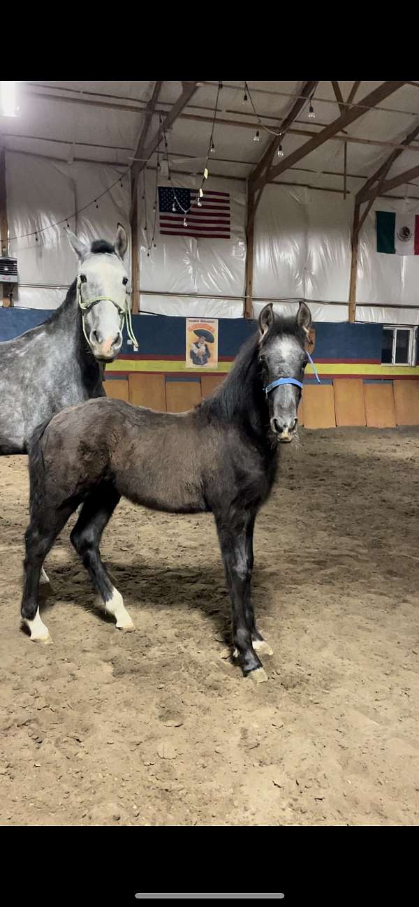 friesian-colt