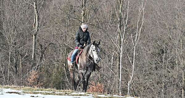 dressage-quarter-pony