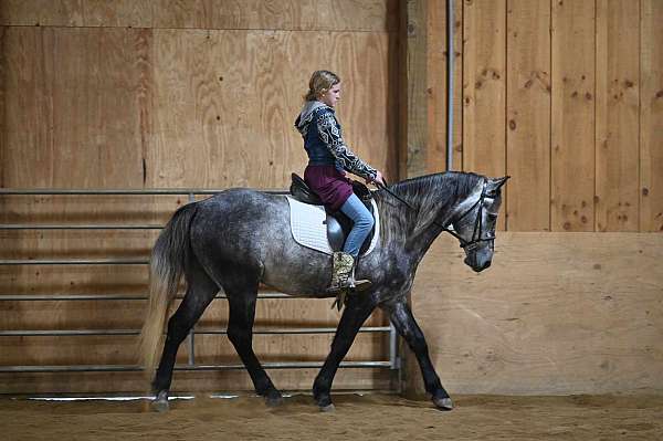 field-hunter-quarter-pony