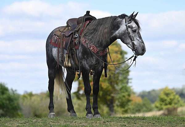 jumper-quarter-pony