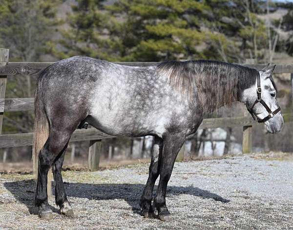 pony-club-quarter