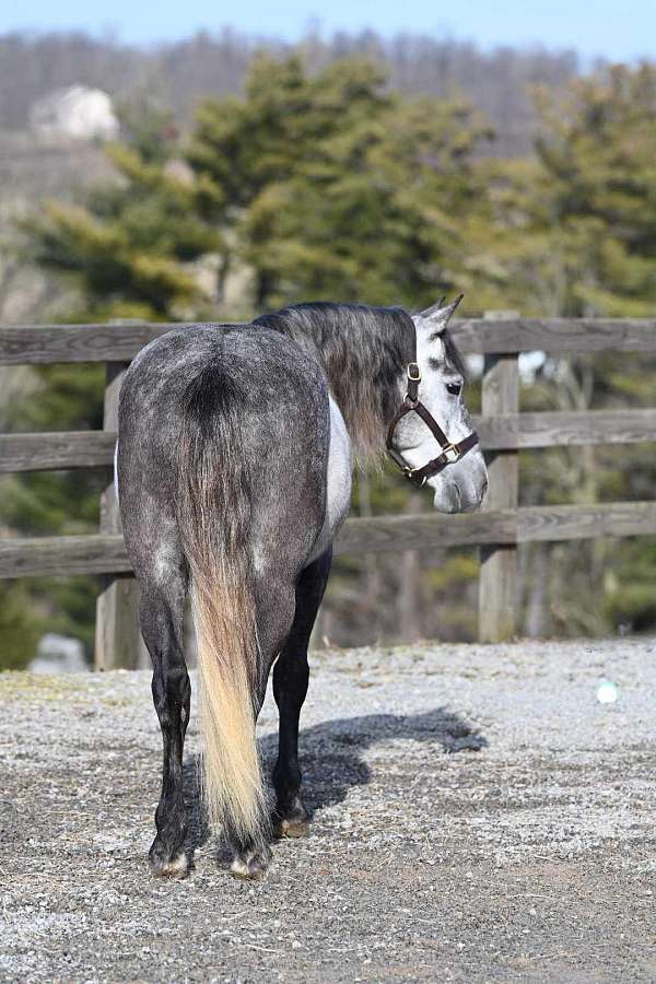 trail-riding-quarter-pony