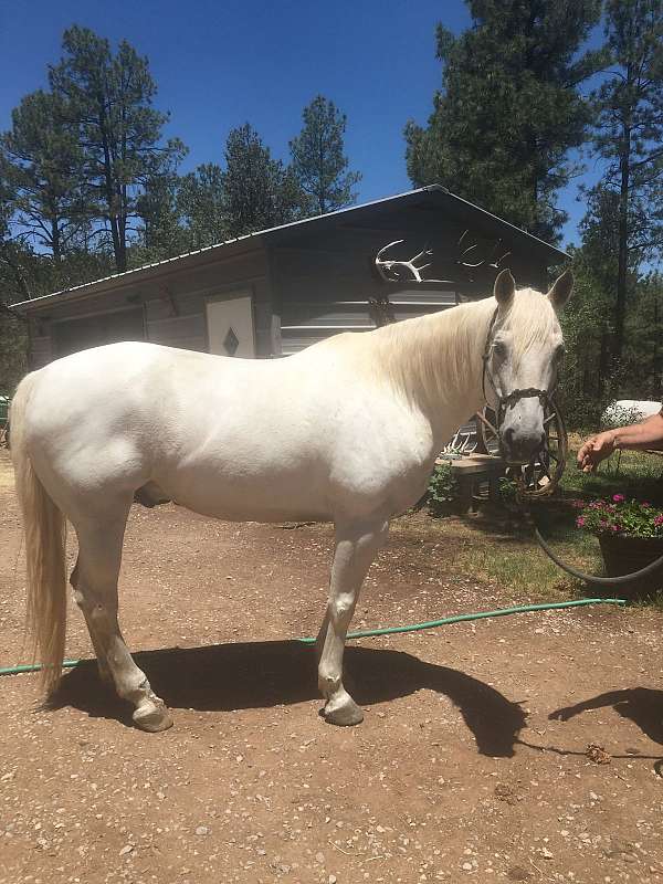 quarter-horse-gelding