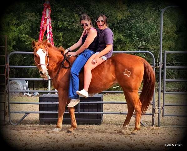 family-quarter-horse