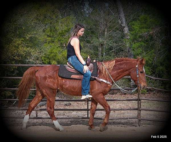 family-quarter-horse