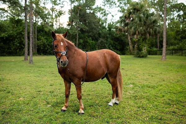 athletic-pony