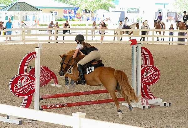 chestnut-star-hind-socks-pony