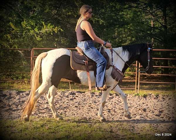 ga-spotted-saddle-horse