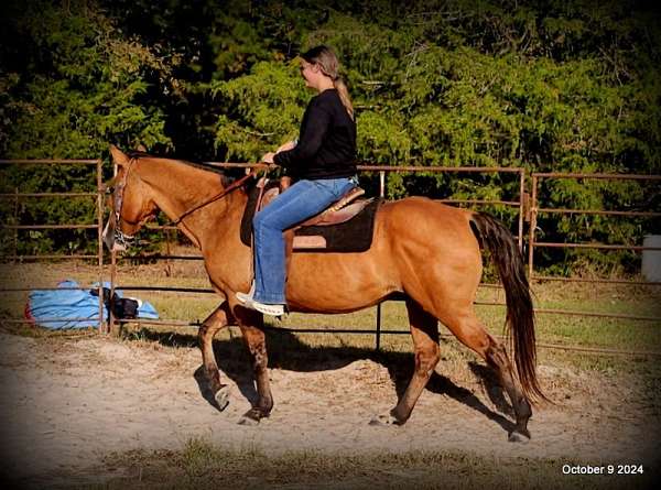 broke-quarter-horse