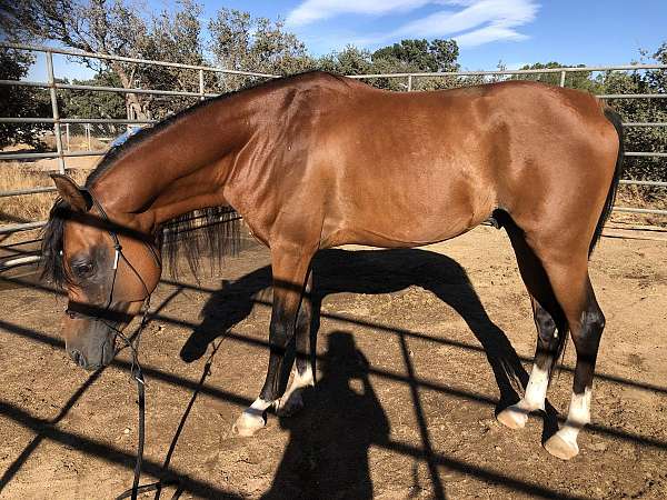 arabianmare-arabian-horse