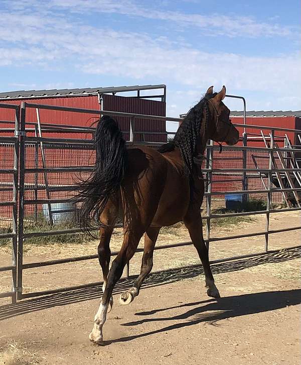 arabianbroodmare-arabian-horse