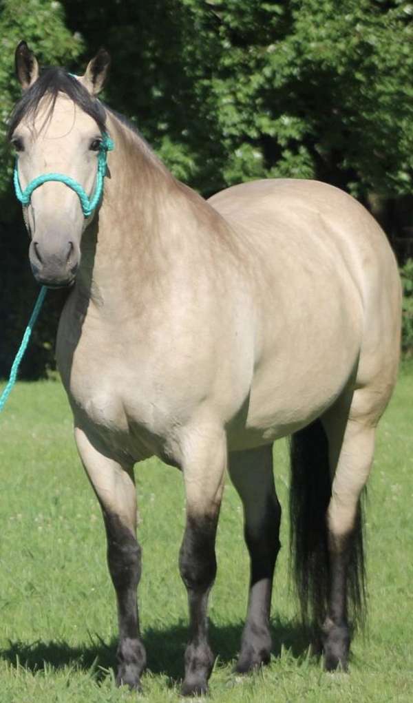 cowboy-dressage-draft-horse