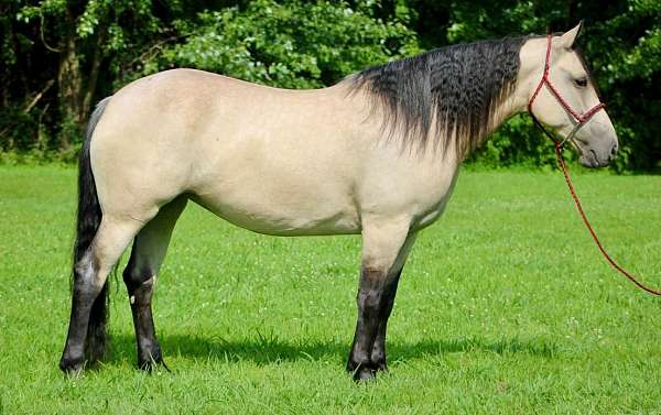 favorite-draft-horse