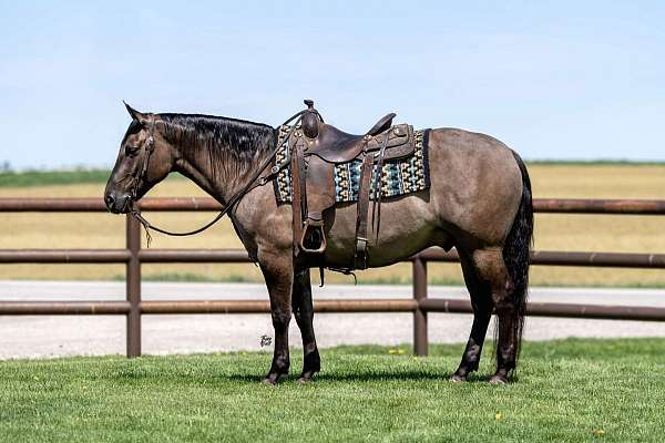 grulla-rodeo-pic-horse