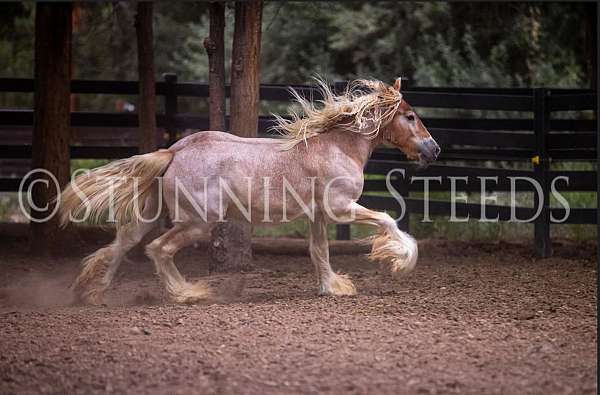 ferrier-gypsy-vanner-horse